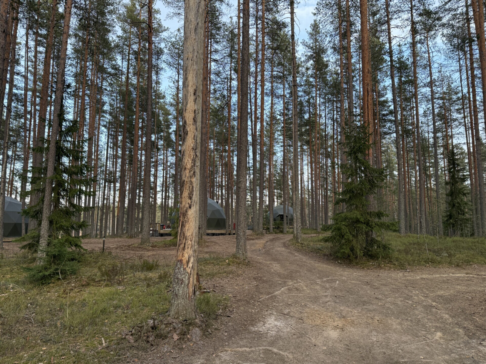 Территория в лесу