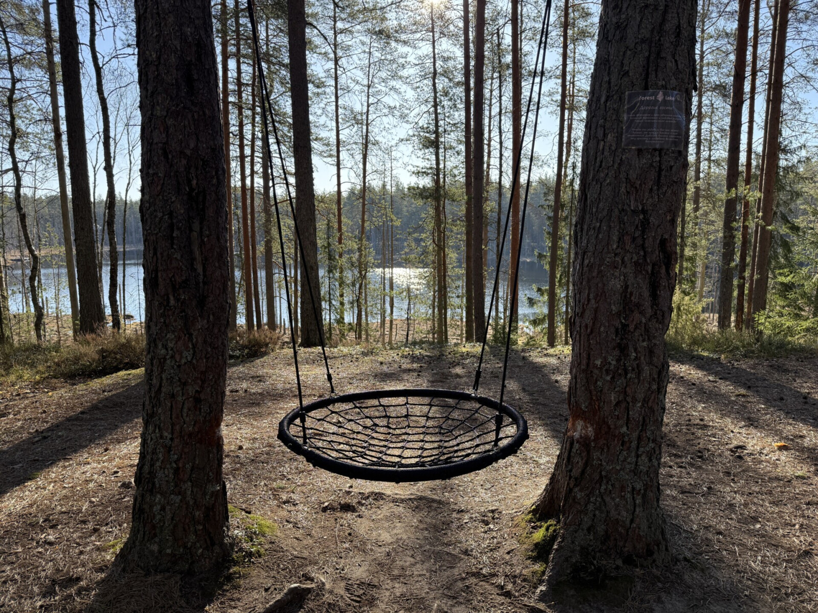 Фотозона в лесу и с видом на озеро