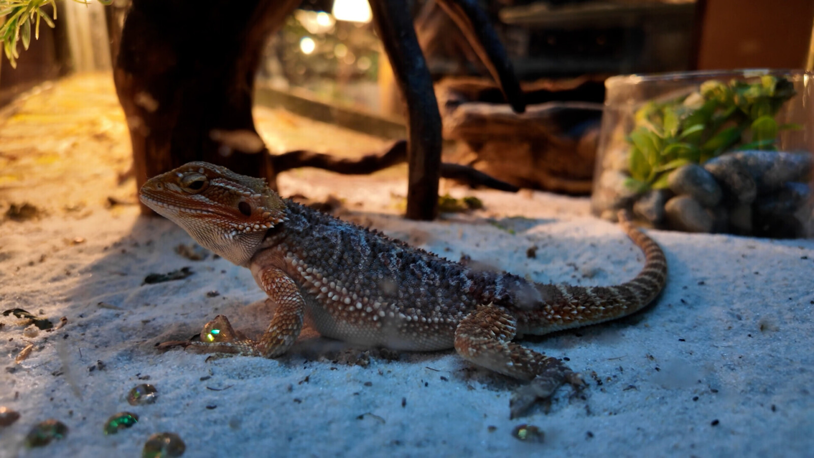 Местный житель